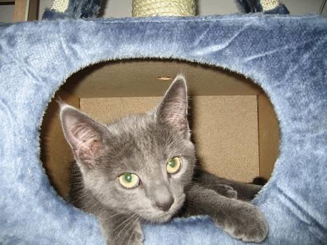 Huskat Banditten billede 6