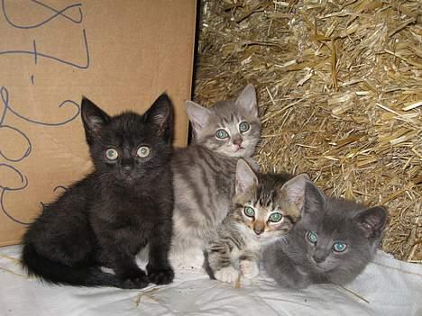 Huskat Banditten billede 7