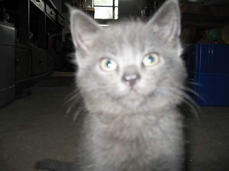 Huskat Banditten billede 8