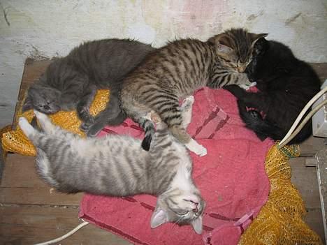 Huskat Banditten - vi sover lige den sidste lur enden vi skal hjem til vores nye hjem billede 9