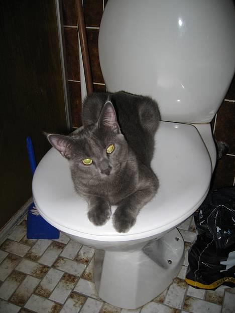 Huskat Banditten - HALLO jeg er faktisk lige på wc.. må jeg ikke have noget privatliv =) billede 10