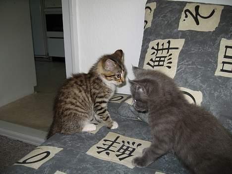 Huskat Banditten - mig og min søster.. i vores nye hjem billede 11