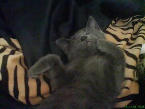 Huskat Banditten - jeg ligger lige og slapper af :) billede 12