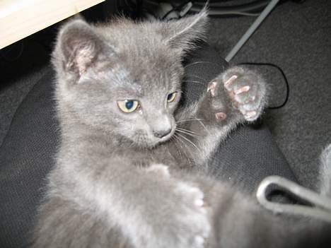 Huskat Banditten billede 13