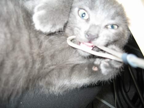 Huskat Banditten - nu spiser jeg altså det dumme kamara.. billede 14