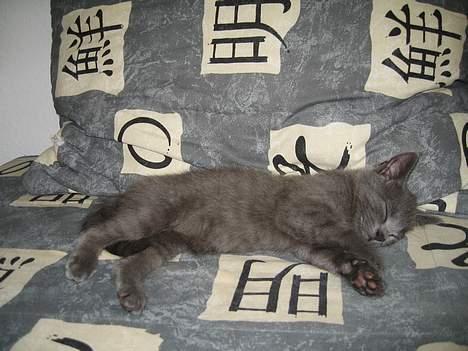 Huskat Banditten billede 15