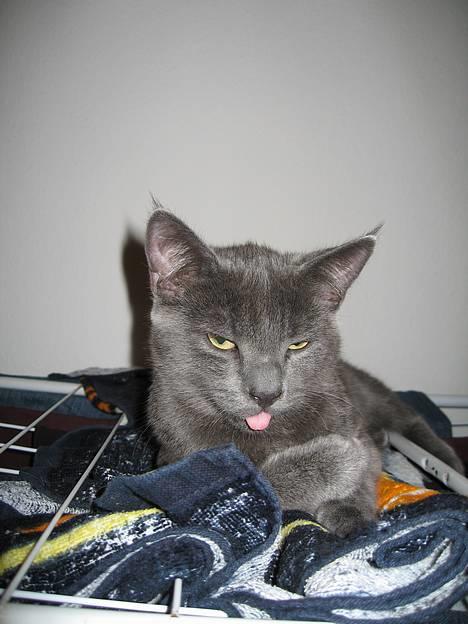 Huskat Banditten - se min tunge :P billede 16