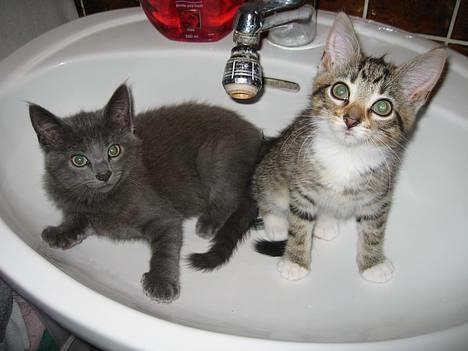 Huskat Banditten - er vi ikke bare søde ?? billede 17