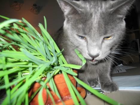 Huskat Banditten - mums kattegræs *S* billede 18