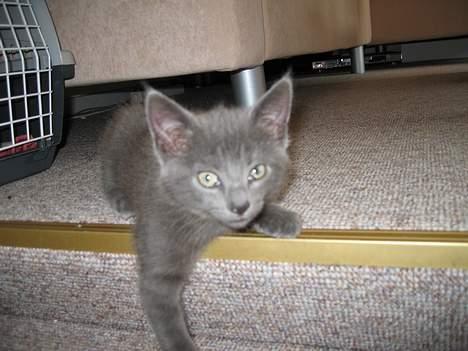 Huskat Banditten billede 19