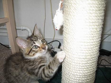 Huskat Mini billede 15