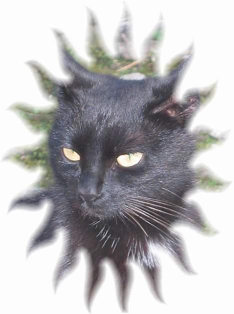 Blanding af racer sorte "dronning af nørbæk - kan man lige få lidt respekt .... billede 5