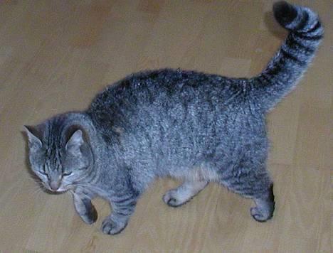 Blanding af racer Trille  - Trille på spassertur billede 10