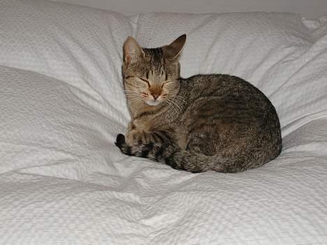 Blanding af racer Trille  - Så vågner trille op  billede 11