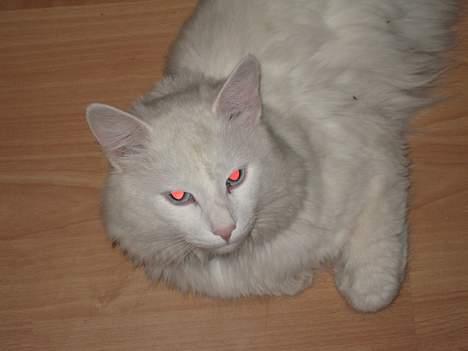 Norsk Skovkat Safir billede 18