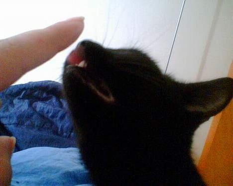 Huskat Smukke billede 4