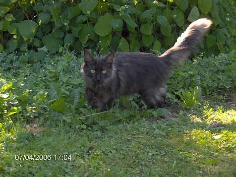 Maine Coon Pepzi billede 19