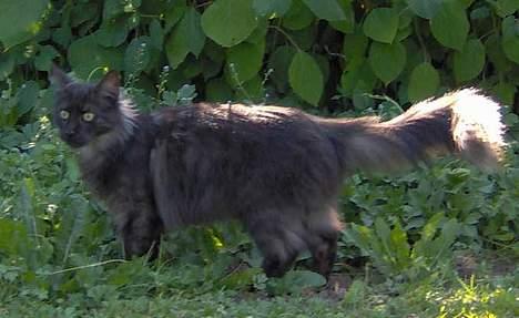 Maine Coon Pepzi billede 20