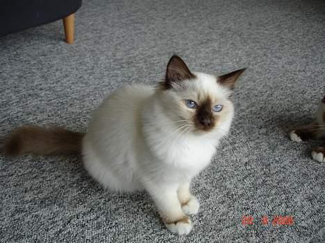 Hellig Birma Dk Silky Sox Miss Maggie billede 5