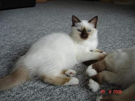 Hellig Birma Dk Silky Sox Miss Maggie billede 6