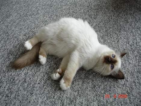 Hellig Birma Dk Silky Sox Miss Maggie billede 7