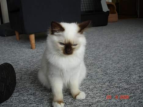 Hellig Birma Dk Silky Sox Miss Maggie billede 8