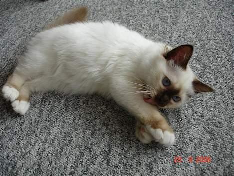 Hellig Birma Dk Silky Sox Miss Maggie billede 9