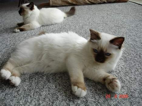 Hellig Birma Dk Silky Sox Miss Maggie billede 10