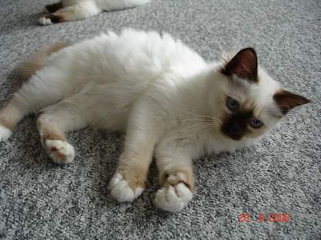 Hellig Birma Dk Silky Sox Miss Maggie billede 11