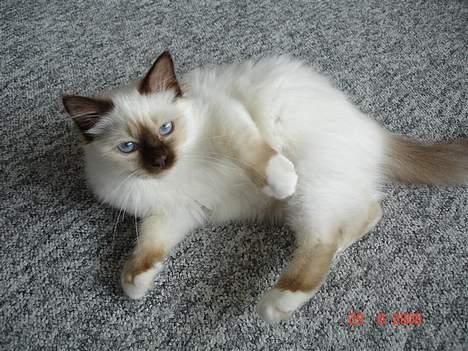 Hellig Birma Dk Silky Sox Miss Maggie billede 12