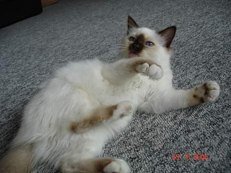 Hellig Birma Dk Silky Sox Miss Maggie billede 13