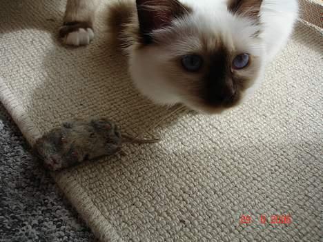 Hellig Birma Dk Silky Sox Miss Maggie billede 14