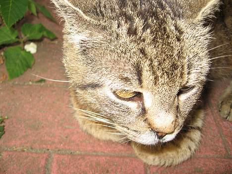 Huskat Snøfte *Død* - Det er så Snøfte også kaldt Missen billede 1