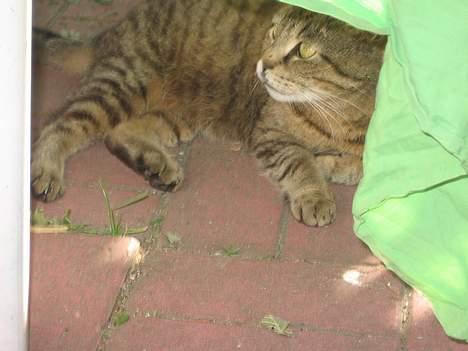 Huskat Snøfte *Død* - Missen ligger under et bord.. billede 2