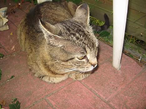 Huskat Snøfte *Død* - Er hun ikke bare sød den lille mis ?? billede 3