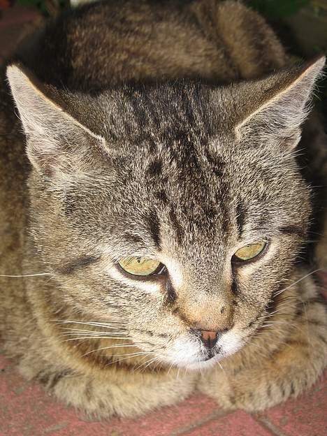 Huskat Snøfte *Død* - I love you <3 billede 4