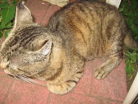 Huskat Snøfte *Død* - Hun er vidst lidt sur på det billed.. billede 5