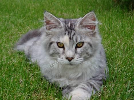 Maine Coon DK Brogrens´s Zion - 1. tur i haven (4½ mdr.) billede 5