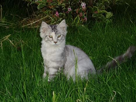 Maine Coon DK Brogrens´s Zion - 1. tur i haven (4½ mdr.) billede 6