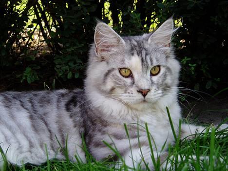 Maine Coon DK Brogrens´s Zion billede 7