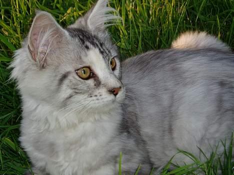 Maine Coon DK Brogrens´s Zion - Jeg har lige fået øje på noget meget spændende... billede 8