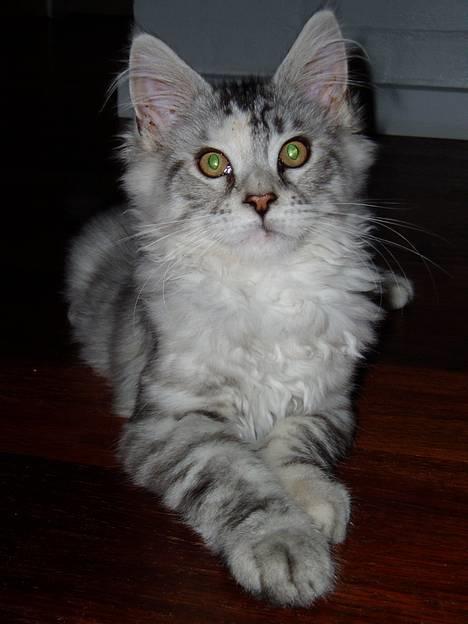 Maine Coon DK Brogrens´s Zion - Zion 4½ måned billede 9