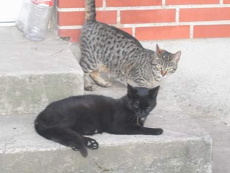 Blanding af racer sorte "dronning af nørbæk - min lille killing fra sidste år <3 billede 6