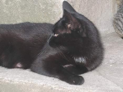 Blanding af racer sorte "dronning af nørbæk - hvor gik hun nu hen !!!!0 billede 7