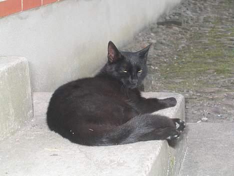 Blanding af racer sorte "dronning af nørbæk - jeg kan da bare blive ligende alene...  billede 8