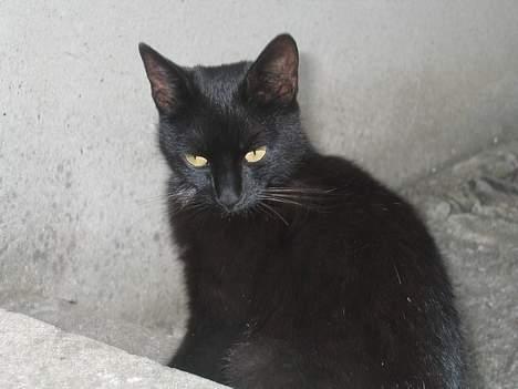 Blanding af racer sorte "dronning af nørbæk - men nej ... billede 9