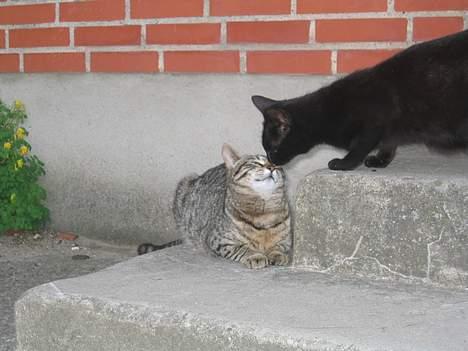 Blanding af racer sorte "dronning af nørbæk - et lille kys , og jeg er den perfækte mor ..... billede 10