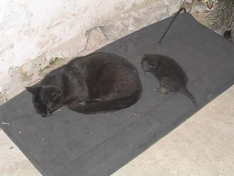 Blanding af racer sorte "dronning af nørbæk - det er så minlille killing fra i år...er hun ikke sød  billede 11