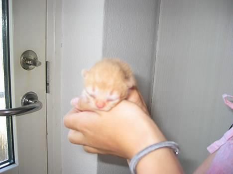 Huskat Felix - se lige hvor lille jeg er...(kun 4-5 dage hehe) billede 1