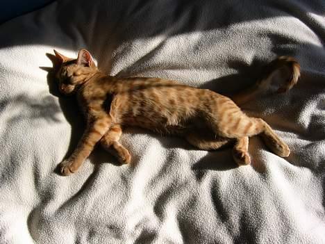 Huskat Felix - så ser man lige mig ligge og "sole" mig inde på værelset billede 3